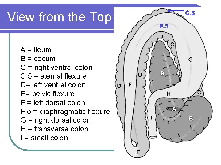 View from the Top A = ileum B = cecum C = right ventral