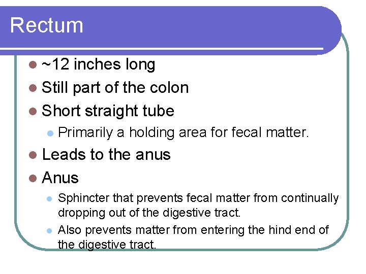 Rectum l ~12 inches long l Still part of the colon l Short straight