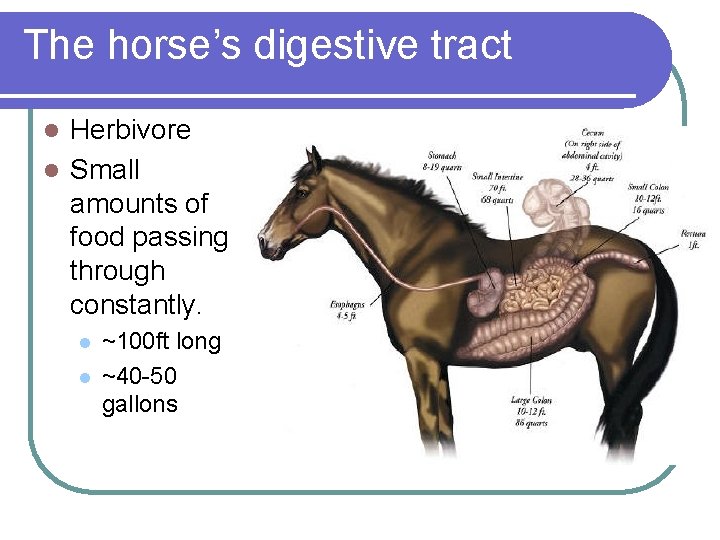 The horse’s digestive tract Herbivore l Small amounts of food passing through constantly. l