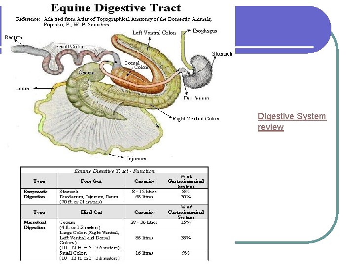 Digestive System review Digestive System review