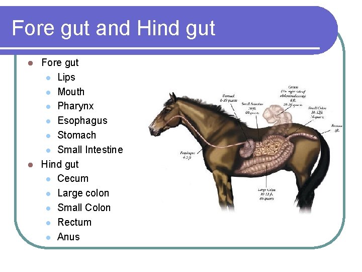 Fore gut and Hind gut Fore gut l Lips l Mouth l Pharynx l