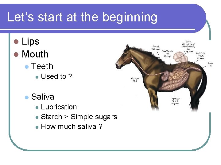 Let’s start at the beginning l Lips l Mouth l Teeth l l Used