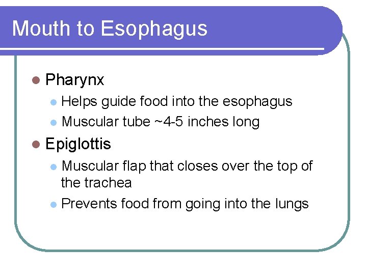 Mouth to Esophagus l Pharynx Helps guide food into the esophagus l Muscular tube