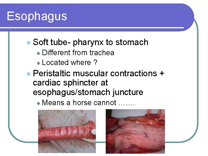 Esophagus l Soft tube- pharynx to stomach l Different from trachea l Located where