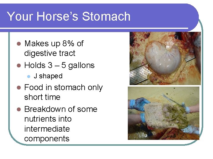 Your Horse’s Stomach Makes up 8% of digestive tract l Holds 3 – 5