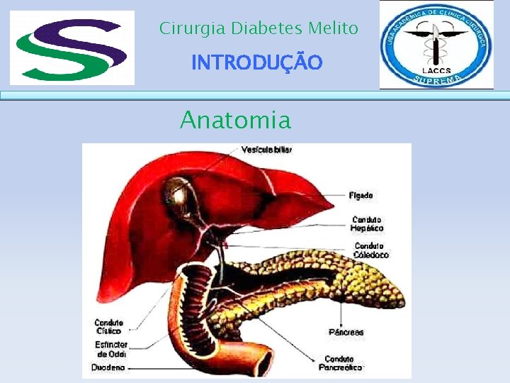 Cirurgia Diabetes Melito INTRODUÇÃO Anatomia 