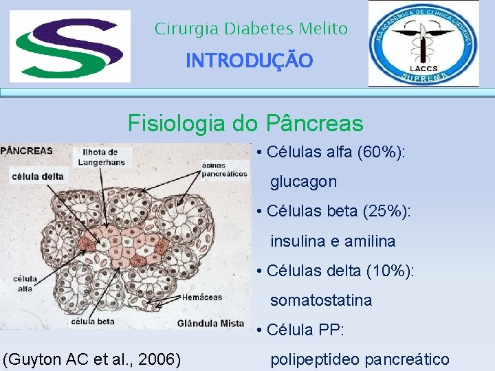 Cirurgia Diabetes Melito INTRODUÇÃO Fisiologia do Pâncreas • Células alfa (60%): glucagon • Células