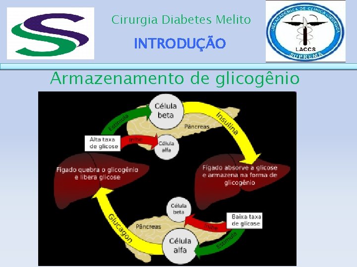 Cirurgia Diabetes Melito INTRODUÇÃO Armazenamento de glicogênio 