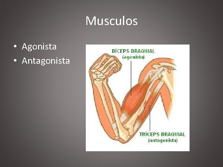 Musculos • Agonista • Antagonista 