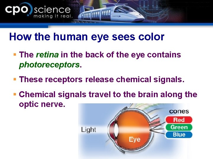 How the human eye sees color § The retina in the back of the How the human eye sees color § The retina in the back of the