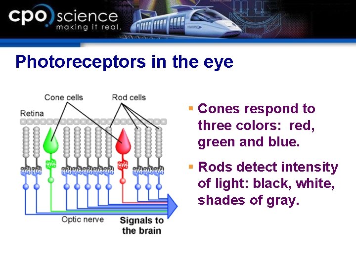Photoreceptors in the eye § Cones respond to three colors: red, green and blue. Photoreceptors in the eye § Cones respond to three colors: red, green and blue.