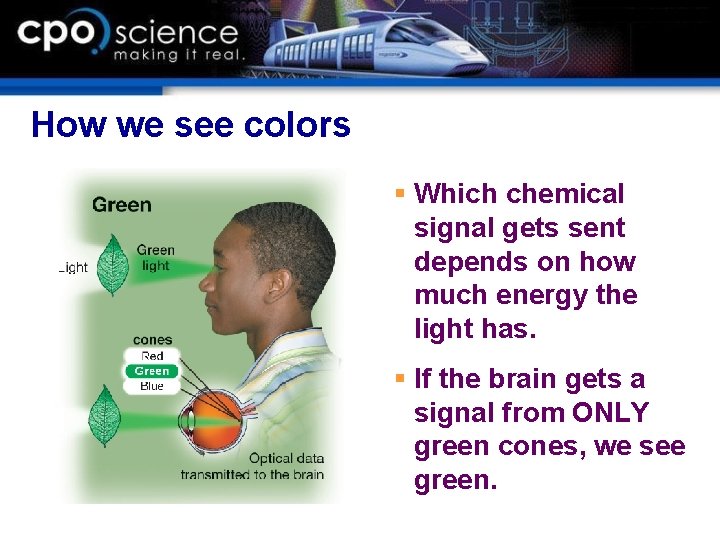 How we see colors § Which chemical signal gets sent depends on how much How we see colors § Which chemical signal gets sent depends on how much
