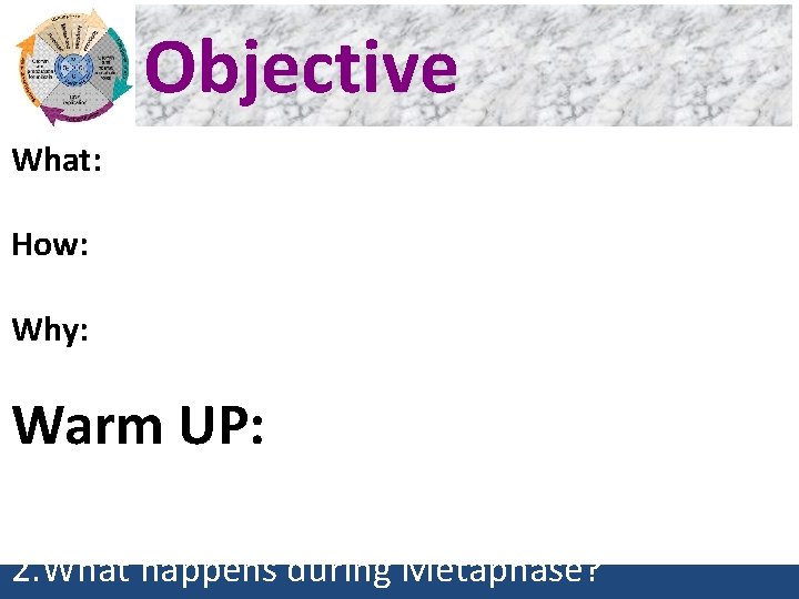 Objective What: Compare mitotic stages of cancer cells to normal cells. How: By Looking