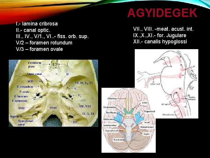 AGYIDEGEK I. - lamina cribrosa II. - canal optic. III. , IV. , V/1.