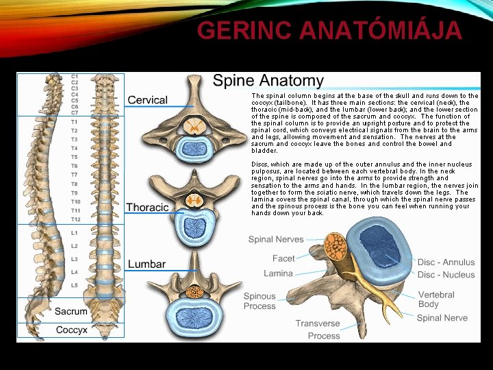 GERINC ANATÓMIÁJA 