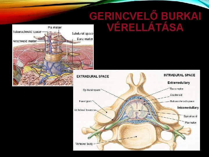 GERINCVELŐ BURKAI VÉRELLÁTÁSA 