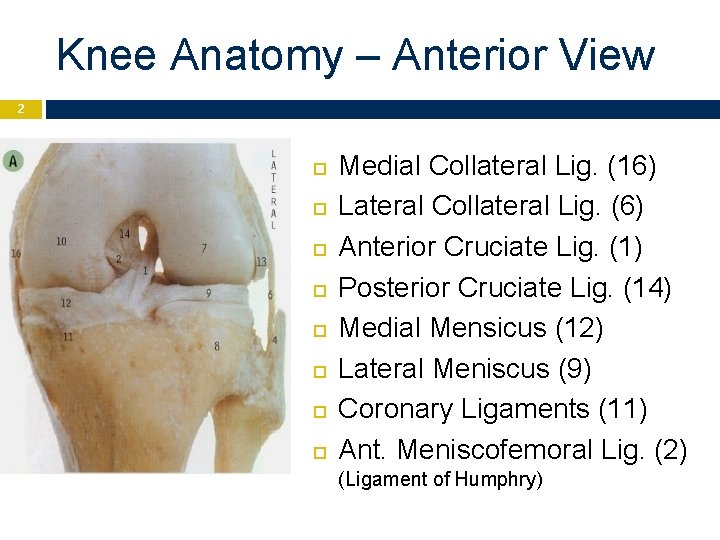 Knee Anatomy – Anterior View 2 Medial Collateral Lig. (16) Lateral Collateral Lig. (6)