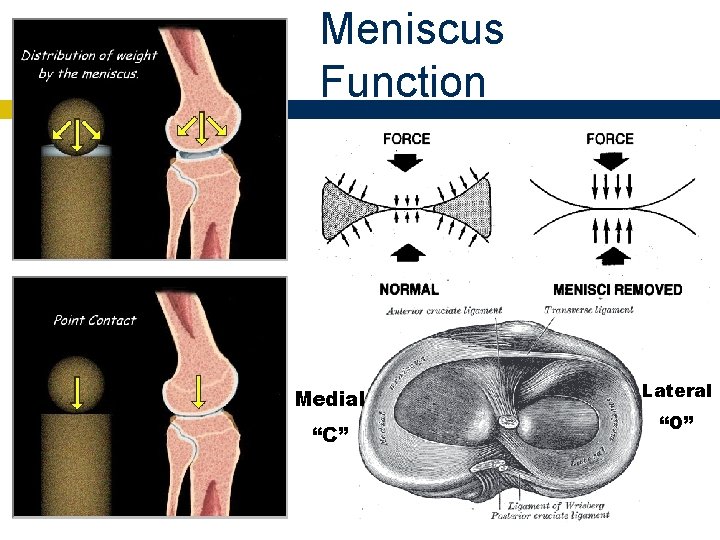 24 Meniscus Function Medial “C” Lateral “O” 