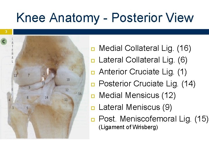 Knee Anatomy - Posterior View 3 Medial Collateral Lig. (16) Lateral Collateral Lig. (6)