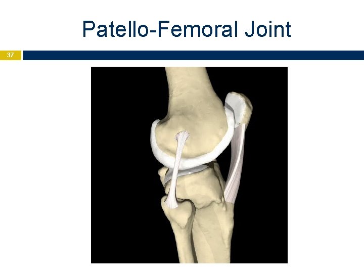 Patello-Femoral Joint 37 