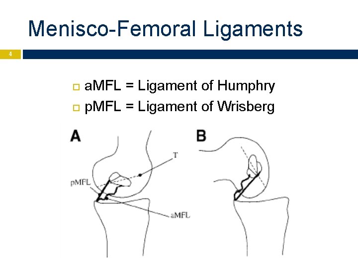 Menisco-Femoral Ligaments 4 a. MFL = Ligament of Humphry p. MFL = Ligament of