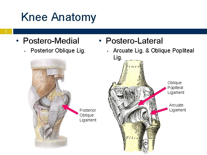 Knee Anatomy 5 • Postero-Medial • • Postero-Lateral Posterior Oblique Lig. • Arcuate Lig.