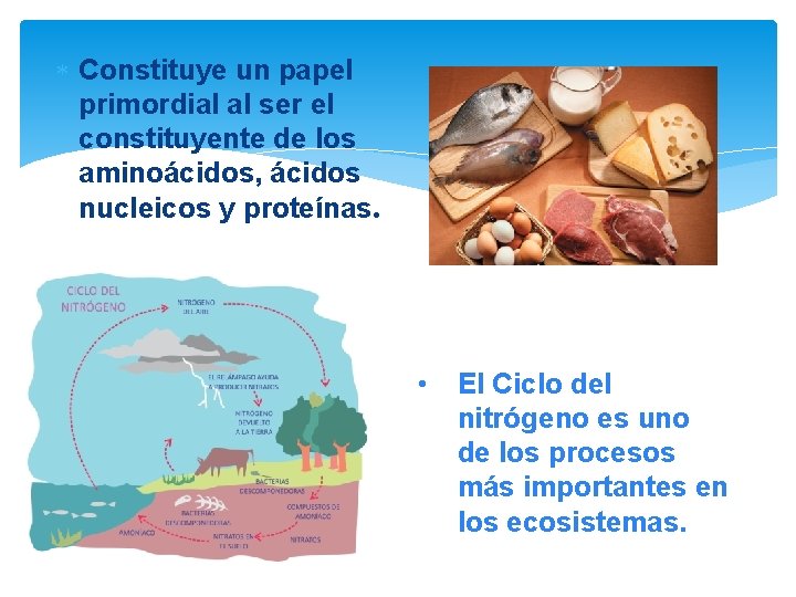  Constituye un papel primordial al ser el constituyente de los aminoácidos, ácidos nucleicos