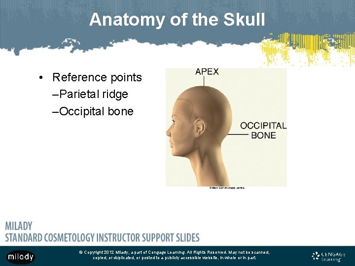 Anatomy of the Skull • Reference points –Parietal ridge –Occipital bone © Copyright 2012