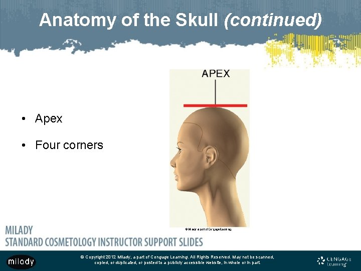 Anatomy of the Skull (continued) • Apex • Four corners © Copyright 2012 Milady,