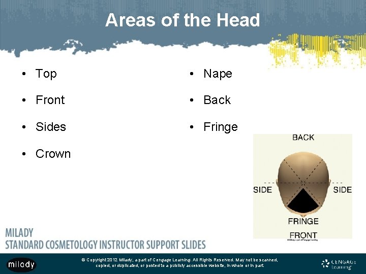 Areas of the Head • Top • Nape • Front • Back • Sides