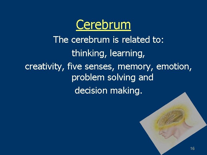 Cerebrum The cerebrum is related to: thinking, learning, creativity, five senses, memory, emotion, problem