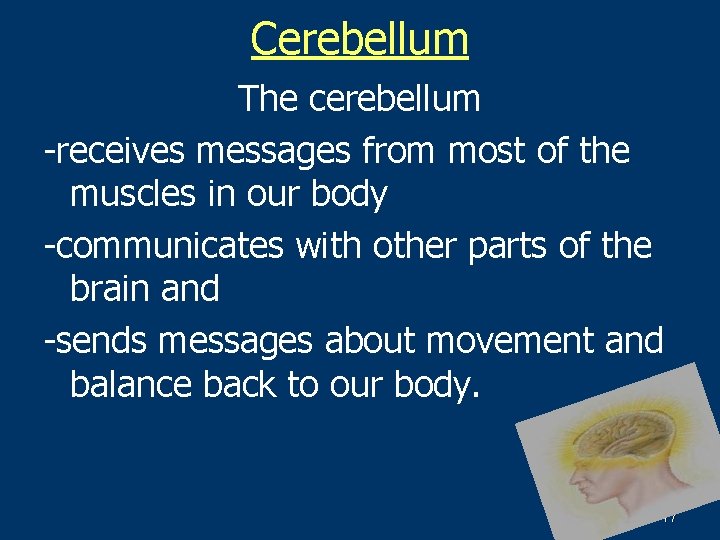 Cerebellum The cerebellum -receives messages from most of the muscles in our body -communicates