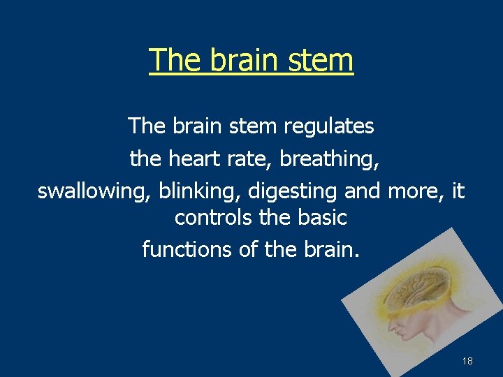 The brain stem regulates the heart rate, breathing, swallowing, blinking, digesting and more, it