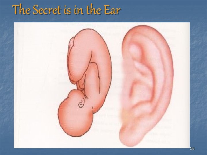 The Secret is in the Ear 36 