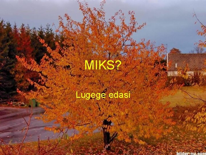 MIKS? Lugege edasi 