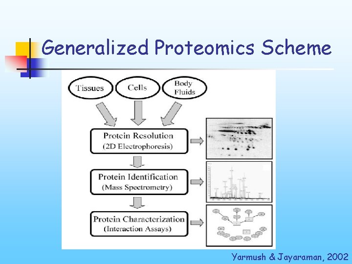 Generalized Proteomics Scheme Yarmush & Jayaraman, 2002 