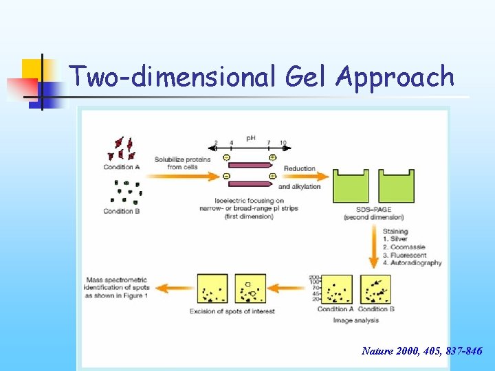 Two-dimensional Gel Approach Nature 2000, 405, 837 -846 