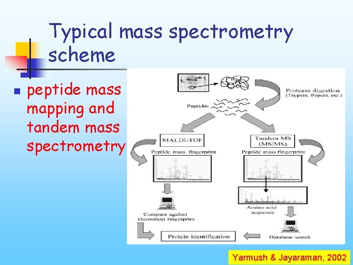 Typical mass spectrometry scheme n peptide mass mapping and tandem mass spectrometry Yarmush &