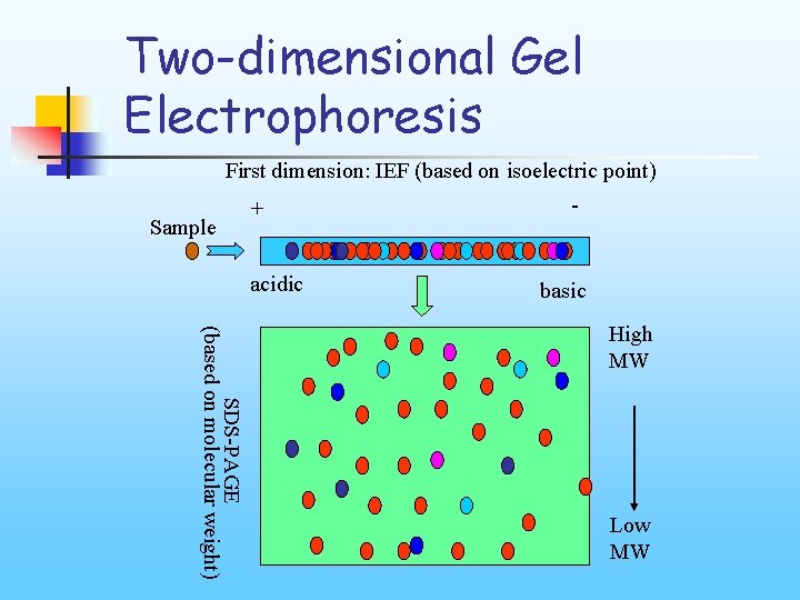 Two-dimensional Gel Electrophoresis First dimension: IEF (based on isoelectric point) Sample + acidic -