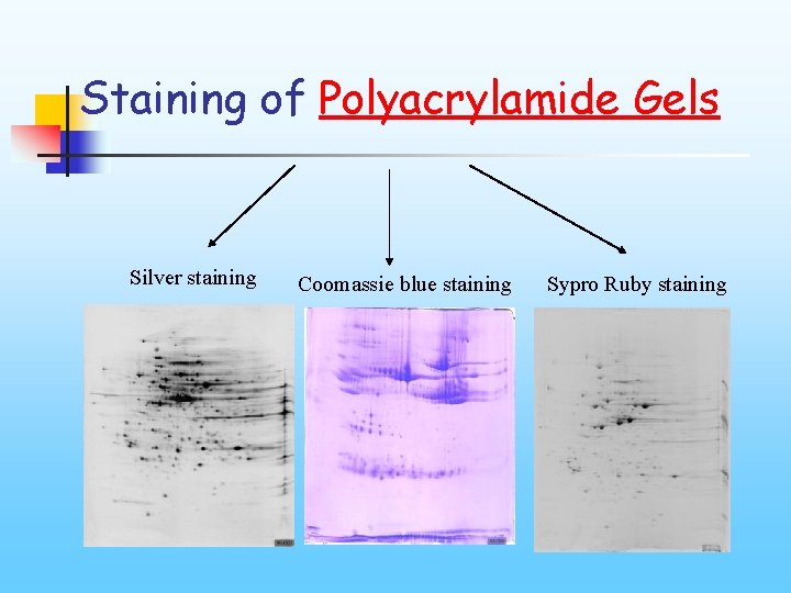 Staining of Polyacrylamide Gels Silver staining Coomassie blue staining Sypro Ruby staining 