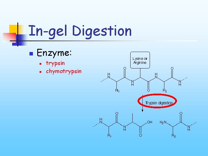 In-gel Digestion n Enzyme: n n trypsin chymotrypsin 