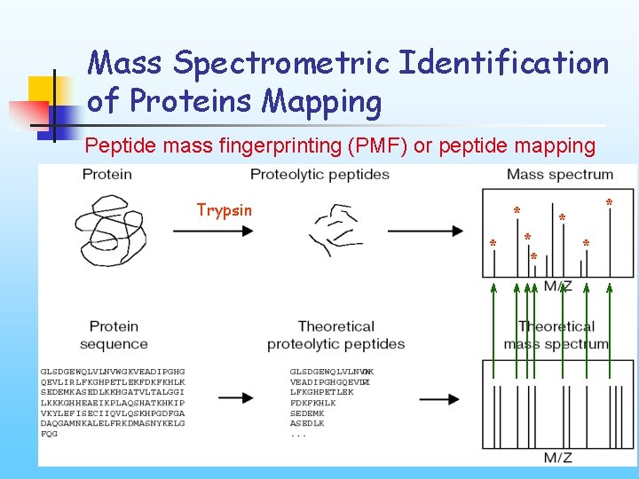Mass Spectrometric Identification of Proteins Mapping Peptide mass fingerprinting (PMF) or peptide mapping Trypsin
