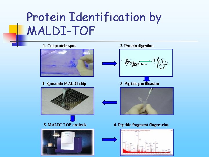 Protein Identification by MALDI-TOF 1. Cut protein spot 2. Protein digestion Protease 4. Spot