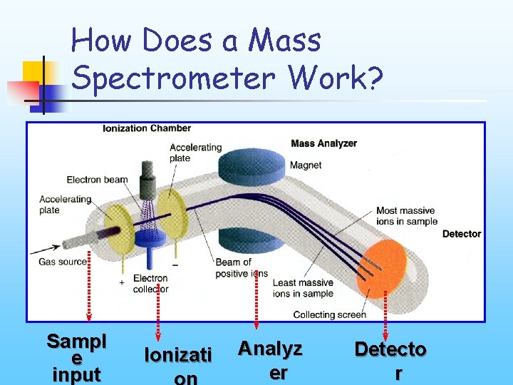 How Does a Mass Spectrometer Work? Sampl e input Ionizati Analyz er Detecto r