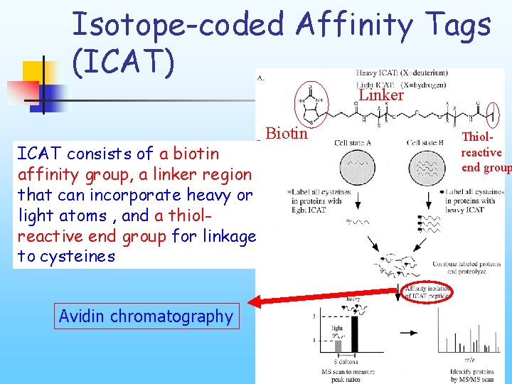 Isotope-coded Affinity Tags (ICAT) Linker ICAT consists of a biotin affinity group, a linker