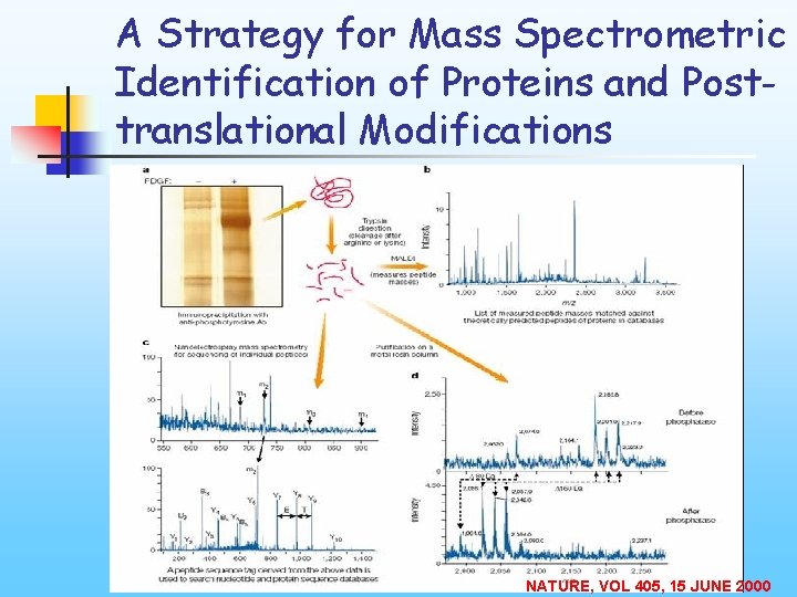 A Strategy for Mass Spectrometric Identification of Proteins and Posttranslational Modifications NATURE, VOL 405,