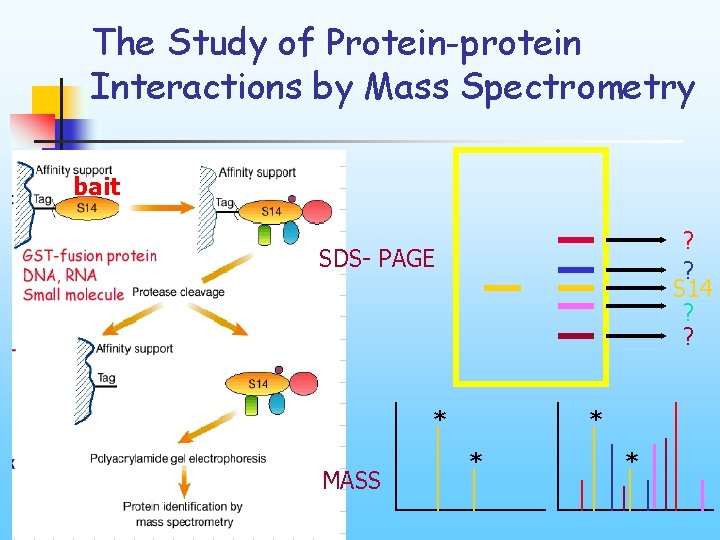 The Study of Protein-protein Interactions by Mass Spectrometry bait ? ? S 14 ?