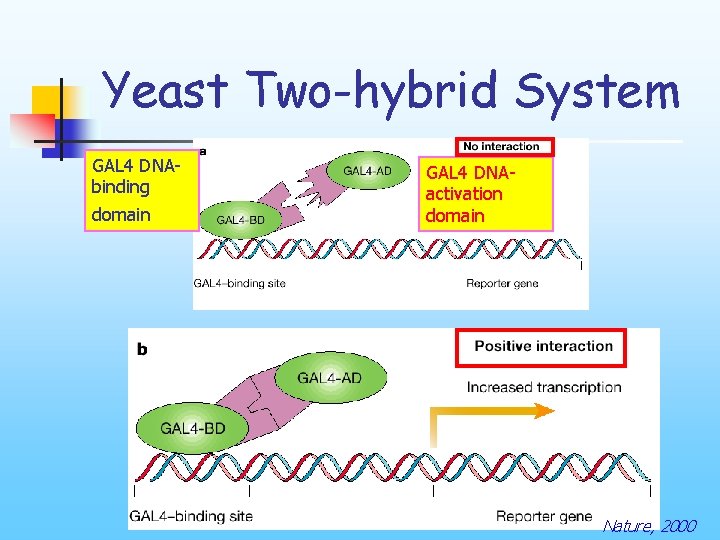 Yeast Two-hybrid System GAL 4 DNAbinding domain GAL 4 DNAactivation domain Nature, 2000 