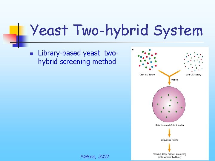 Yeast Two-hybrid System n Library-based yeast twohybrid screening method Nature, 2000 
