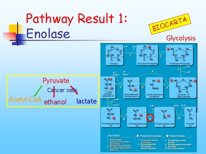 Pathway Result 1: Enolase Pyruvate Cancer cells Acetyl-Co. A ethanol lactate A T R